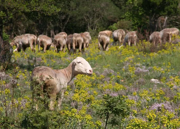 Cote Chenes Verts Vakantiehuis Viols-en-Laval